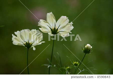 被傳輸的光黃色秋天櫻桃 8590643