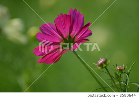 芽和紅色秋天櫻桃樹 8590644