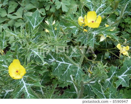 Thisturs flower 8590947