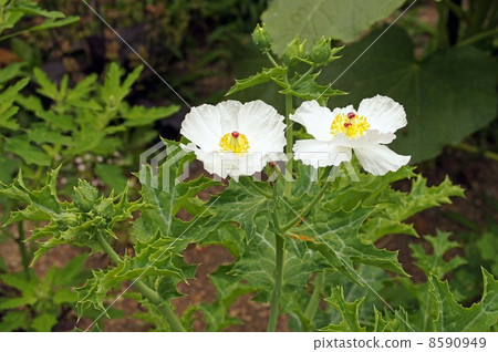 Thisturs flower Thisturs flower 8590949