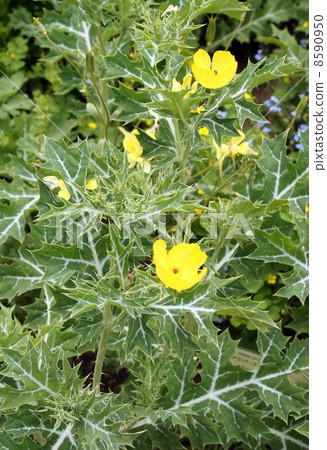 Thisturs flower Thisturs flower 8590950