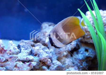 Misoree butterfly · tropical fish Misoree butterfly · tropical fish 8591007