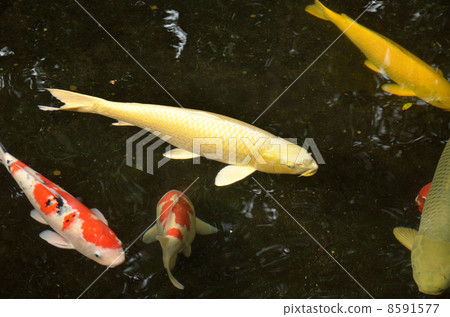 我愛你 我愛你 8591577