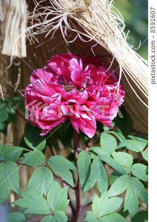 Winter peony island jus Winter peony island jus 8591607