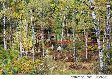 Ichinose gardens 8592069