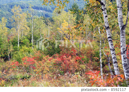 Ichinose花園 8592117