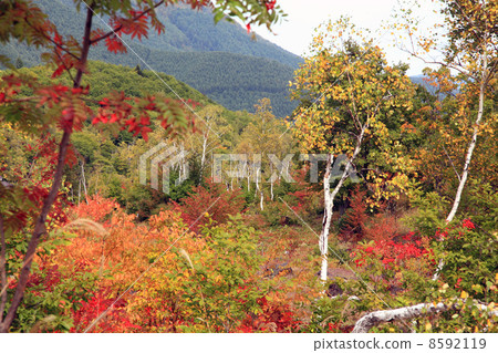 Ichinose花園 8592119