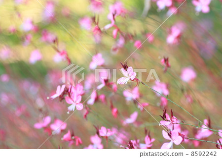 Goura flower 8592242