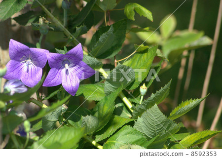 Powdered brown (purple) 8592353