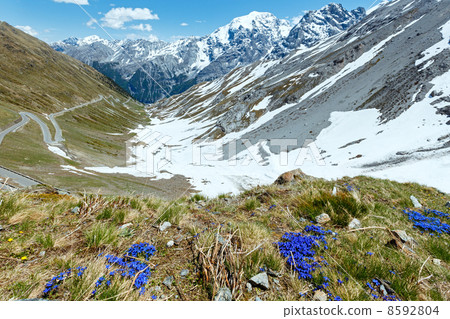 Summer Stelvio Pass (Italy) and blue flowers in front. 8592804