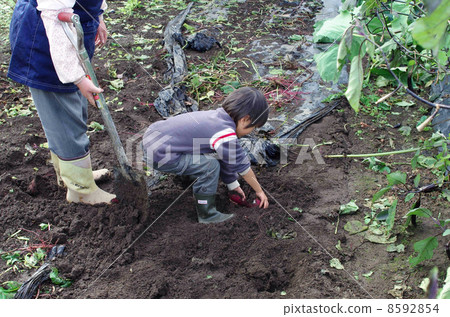 Children digging potatoes Children digging potatoes 8592854