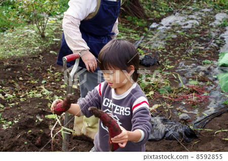 Children digging potatoes Children digging potatoes 8592855