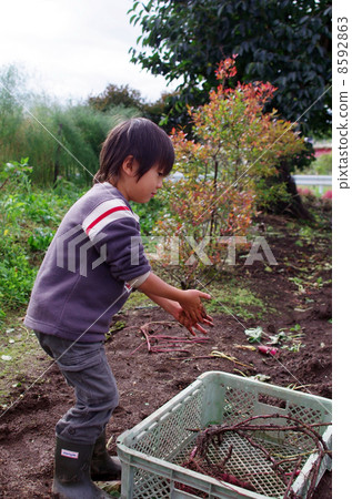 Children digging potatoes Children digging potatoes 8592863