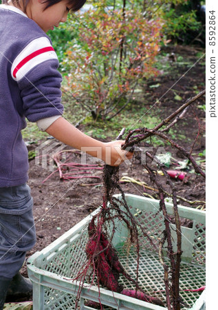 Children digging potatoes Children digging potatoes 8592864