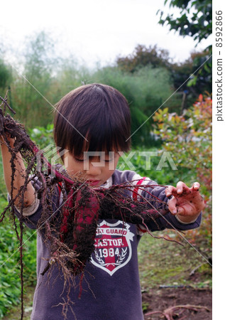 Children digging potatoes Children digging potatoes 8592866