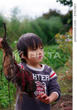 孩子們挖土豆 孩子們挖土豆 8592867