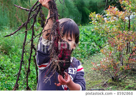 Children digging potatoes 8592868