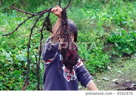 Children digging potatoes 8592870