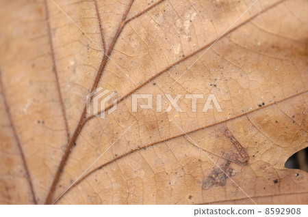 Dead leaves 8592908