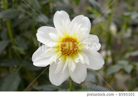 Dahlia (twitter) Dahlia (twitter) 8593101