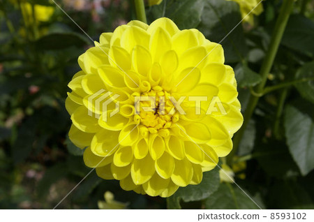 Dahlia (canary) Dahlia (canary) 8593102