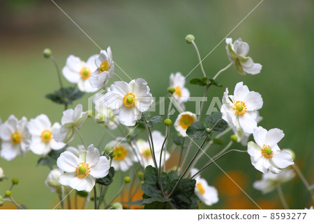 打破碗花花 8593277