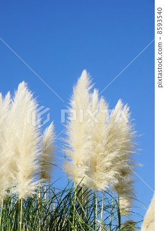 秋天背景材料·純藍色秋天天空和Pampasgrass的Fusafusa花頭·藍天背垂直位置 8593540