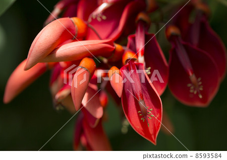 America Deigo 8593584