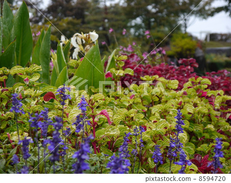 Floral garden omen 8594720