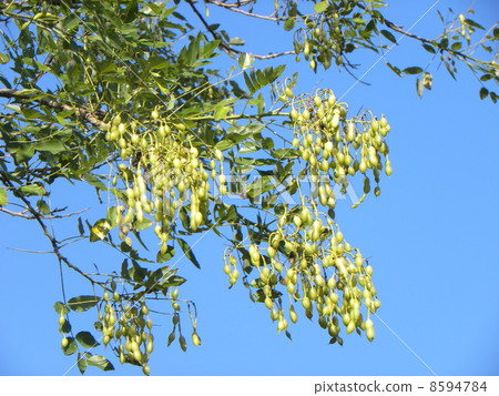 很多水果進入了Kemigawa河上的Enju樹上的豆莢 8594784