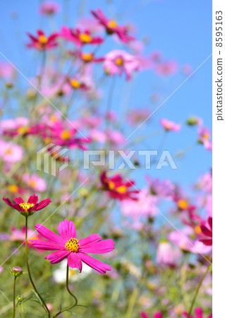 Showa Memorial Park Hana no Oka Showa Memorial Park Hana no Oka 8595163