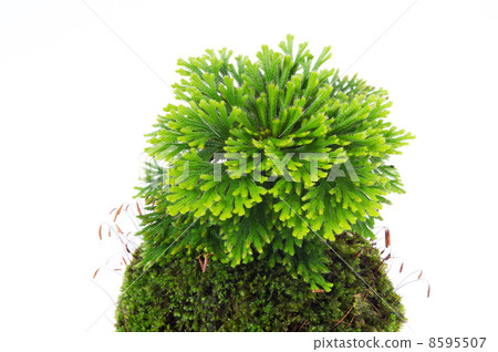 Iwakiba's moss bead 8595507