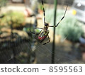 Nephila spider 8595563