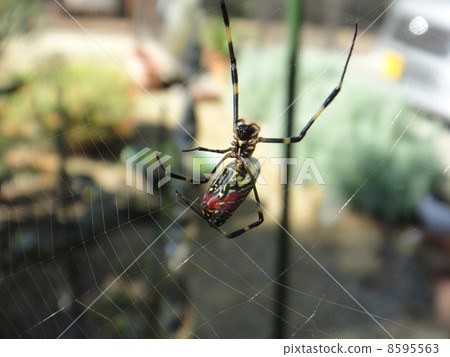 Nephila spider 8595563