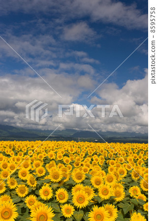 Blue sky and sunflower field 8595758