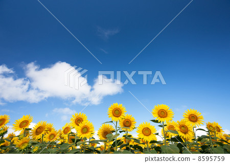 藍天和向日葵領域 8595759