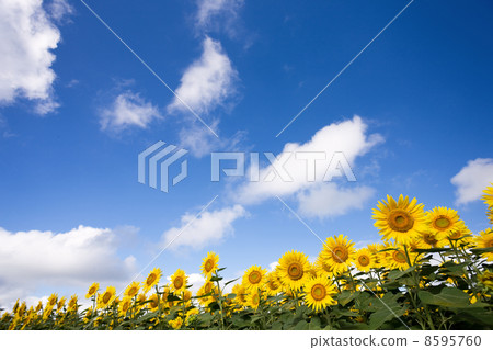 Blue sky and sunflower field 8595760