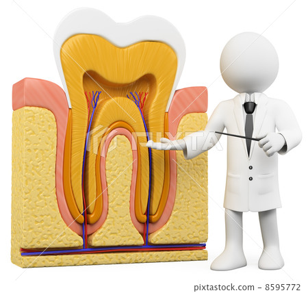 3D white people. Dentist with tooth section 8595772