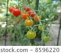 Micro Tomato 8596220