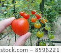 Mini tomato and micro tomato 8596221