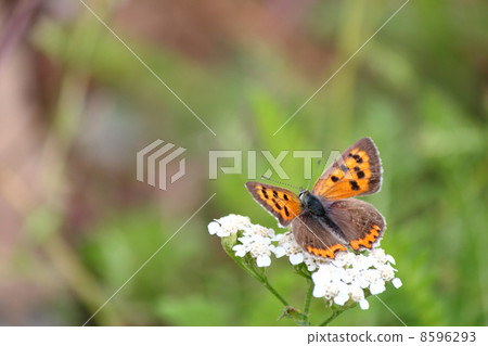 Bennisimi Bennisimi 8596293