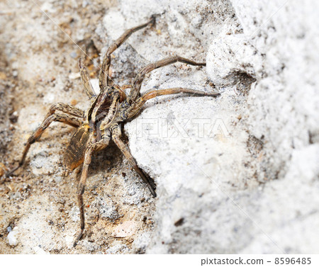 closeup of a Spider 8596485