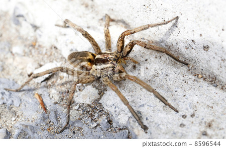 closeup of a Spider 8596544