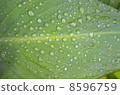 Beautiful green leaf with drops of water 8596759