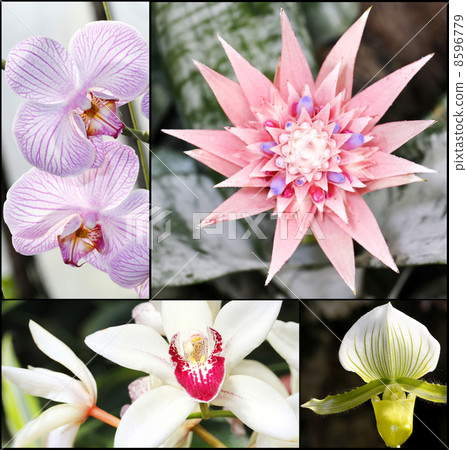Beautiful orchid flower collage 8596779