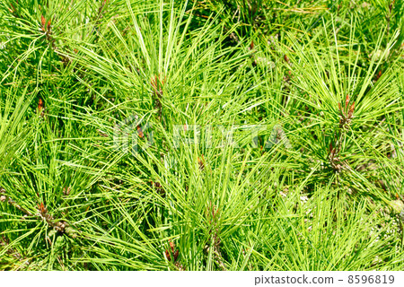 Fine green pine nature background 8596819