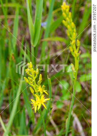 黃花 黃花 8597207