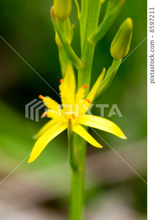 Aquinophyllum土壤(特寫) Aquinophyllum土壤(特寫) 8597211