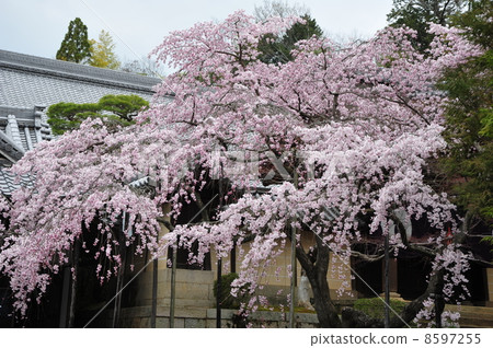 Bamboo cherry blossoms of Kyoto Komyoji 8597255