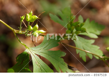 Torikabuto的果實 8597519